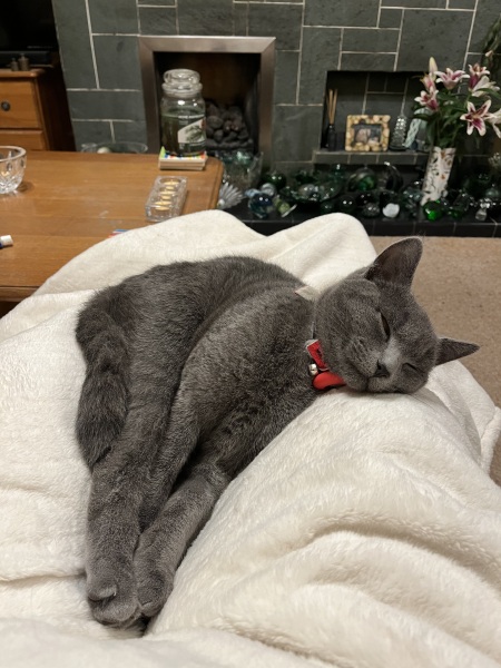 Christmas with the Excellent Cats
