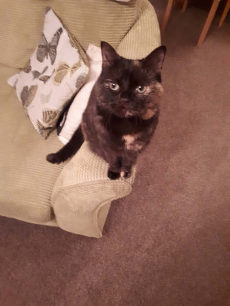 What compliments do you pay your cat?