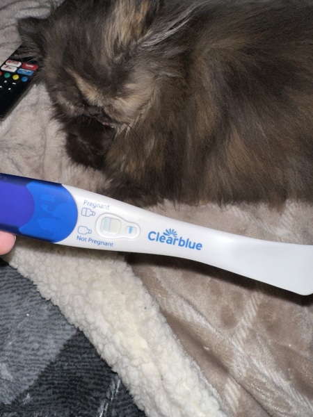 Clear blue test. Evap line or positive