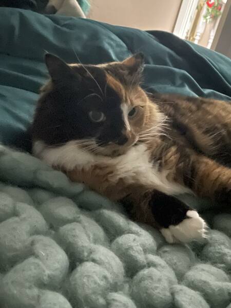 @Mrsflood is my cat part main coon