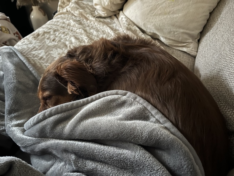 What is your dog doing right now?