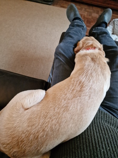 What is your dog doing right now?