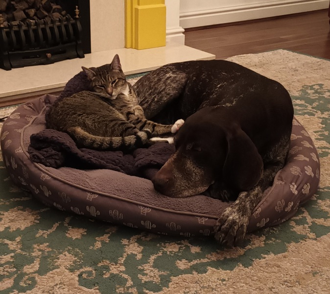 Someone thought my dog was an XL bully