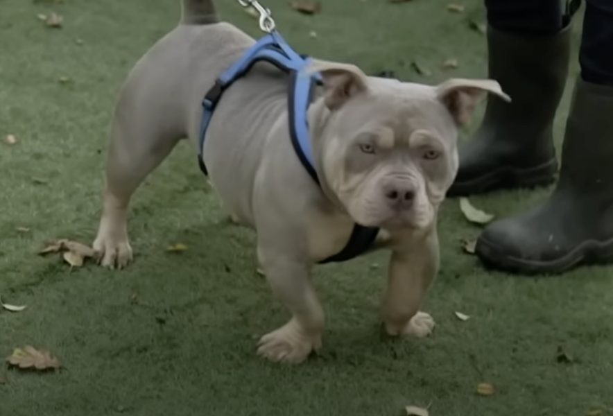 Rehomed XL Bully, found dead in Glasgow......