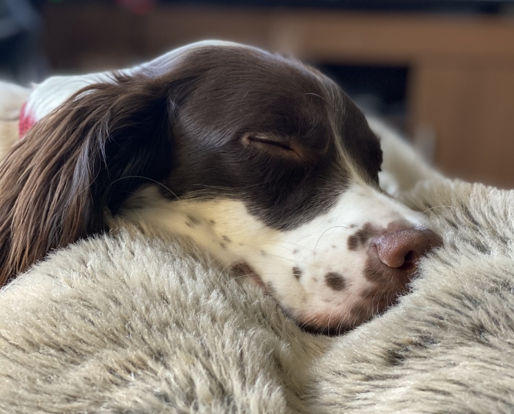 What is your dog doing right now?