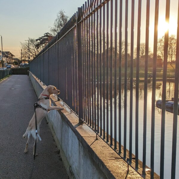 Does anyone else have a very slim Labrador? 