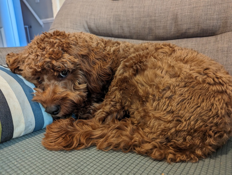 Puppy seeking