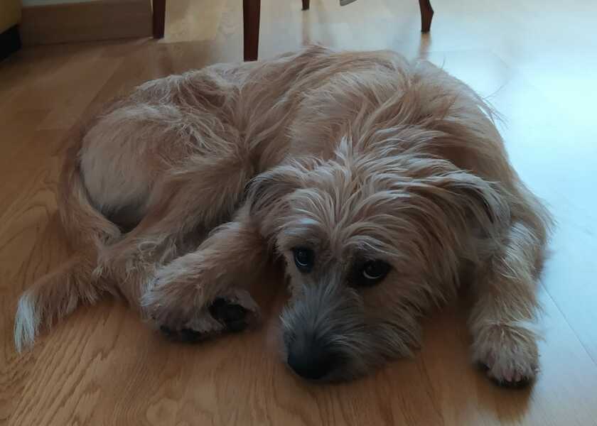 please cheer me up with photos of your guilty looking dogs