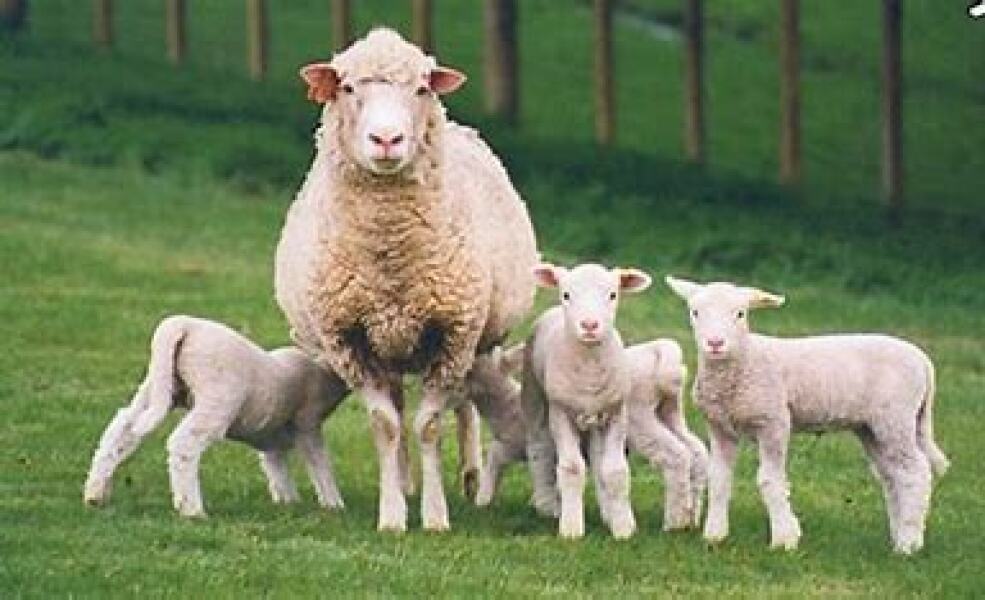 Archers thread #160: Ram a lamb a ding dong! To rate the mass wisteria in Ambridge, tap the feedback tablet here.