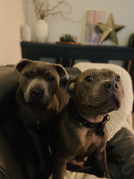 Pet photo thread