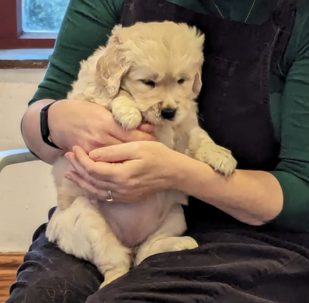 What do I need to know about getting a golden retriever?