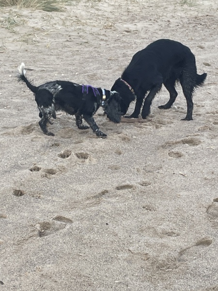 Puppy Survival Thread - for old and new pups heading into winter