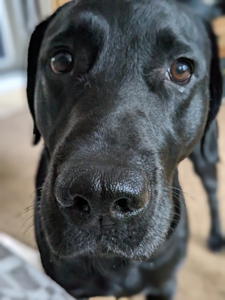 What is your dog doing right now?
