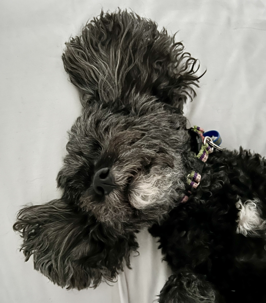 What is your dog doing right now?