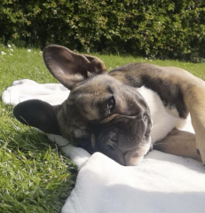 Pet photo thread
