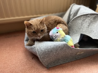 Weird thread, but if your pets would proudly gift you one present for your birthday...