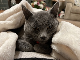 For those who have lost their kitties recently....