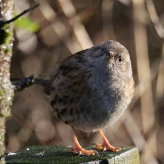 Thread 49 - Covid GCSE Cohort - The nights are drawing in...