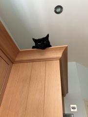 Tales and Tails and NMCs  -  the Excellent Cats March On