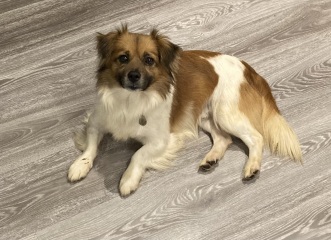 This is my DD’s rescue dog-and here’s the game.
