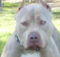 Rehomed XL Bully, found dead in Glasgow......