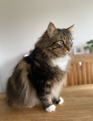 Pet photo thread