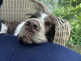 Pet photo thread