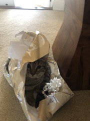 Christmas with the Excellent Cats