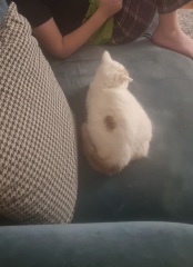 Advice needed for situation with poorly cat