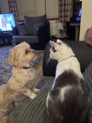Pet photo thread
