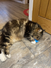 What compliments do you pay your cat?