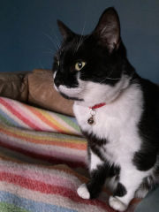 Thread 11 - TalkLair: “The candle flame gutters. Its little pool of light trembles.”