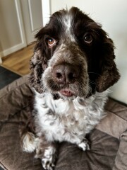 Pet photo thread