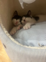 New kittens