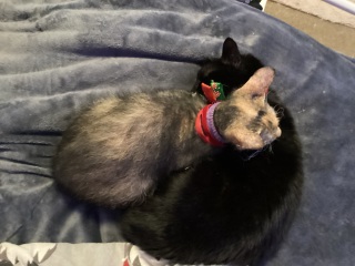 My new curley haired kitten