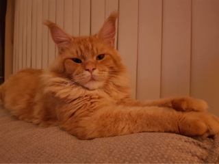 Help please - not my cat!