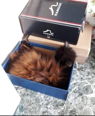 @Mrsflood is my cat part main coon