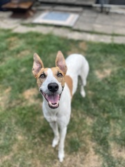 Pet photo thread
