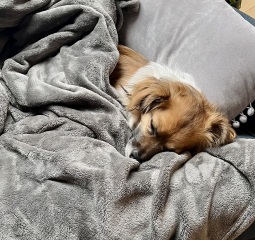 This is my DD’s rescue dog-and here’s the game.