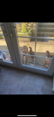 Will my dog be classed as a ‘type’?