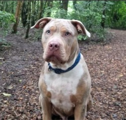 Rehomed XL Bully, found dead in Glasgow......