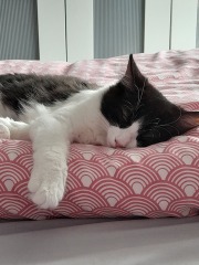 @Mrsflood is my cat part main coon