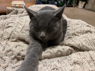Tales and Tails and NMCs  -  the Excellent Cats March On