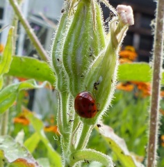 Thread 11 - TalkLair: “The candle flame gutters. Its little pool of light trembles.”