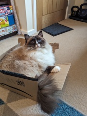 To feel guilty I have indoor cats?