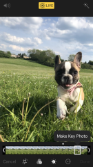French Bulldogs - Why so much negativity on here?