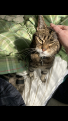 I had my cat euthanised last night