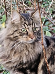 Christmas with the Excellent Cats