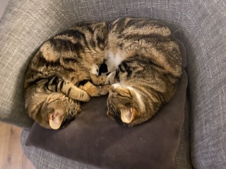 To get one kitten or two?