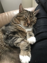 Christmas with the Excellent Cats